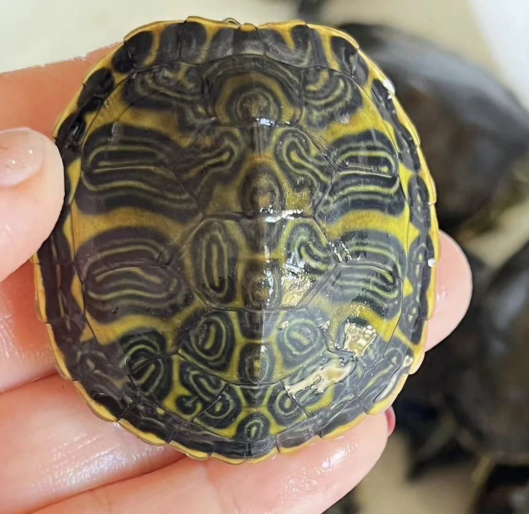 （直播挑选)宠物龟西锦东锦等多种活体观赏龟（免费送优质龟粮）