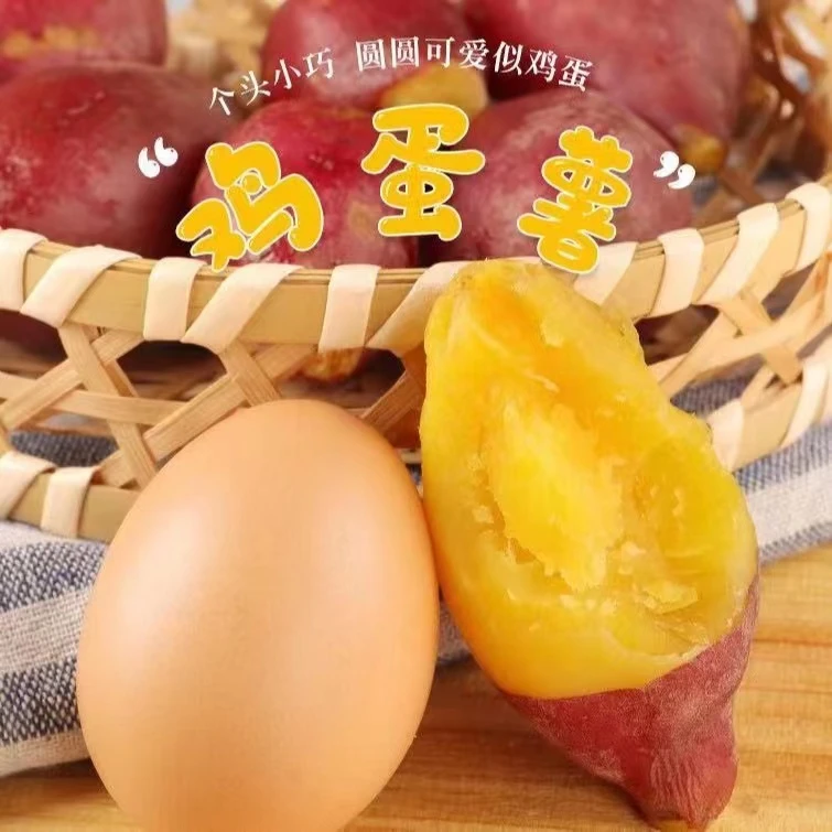 【鸡蛋果】正宗板栗小香薯软糯香甜新鲜净重5/3斤早餐辅食健康早餐