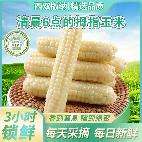 西双版纳拇指玉米新鲜香糯小玉米云南手指玉米宝宝迷你玉米500g