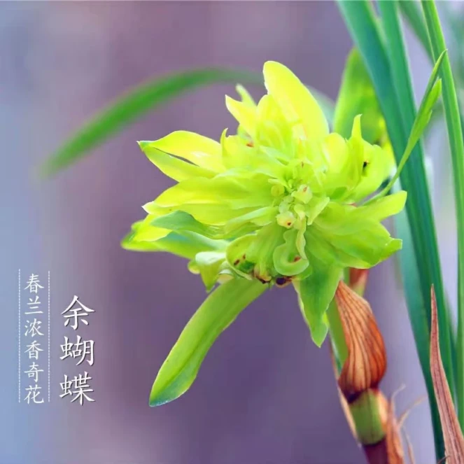 春兰铭品【余蝴蝶】奇花浓香 花开包对版 陶瓷盆栽种好 新手好养