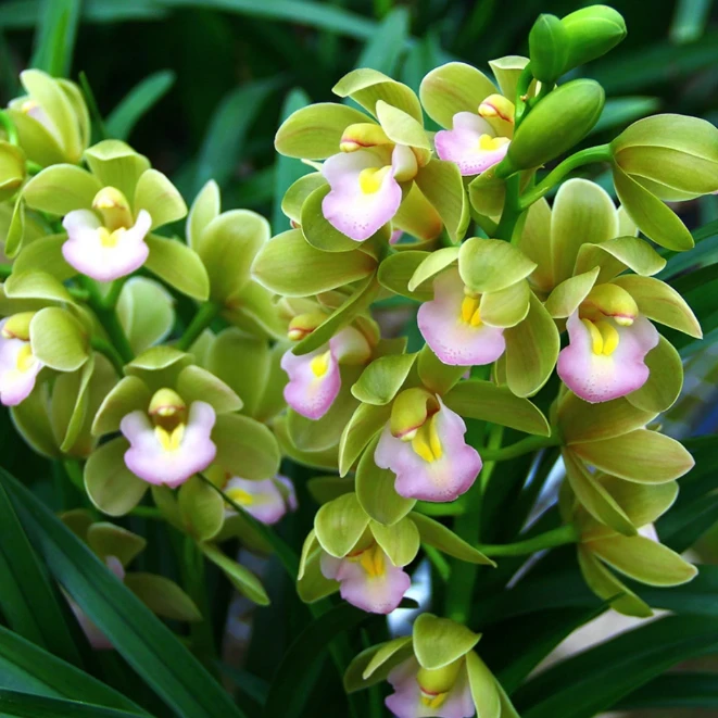 精品名贵【香水香兰】 盆栽绿植花卉 当前无花 花期秋冬季 室内兰花