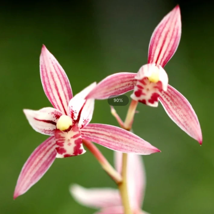 市长红——建兰名品 裸根发货 新手好养易活 花期5-11月 绿植兰花01