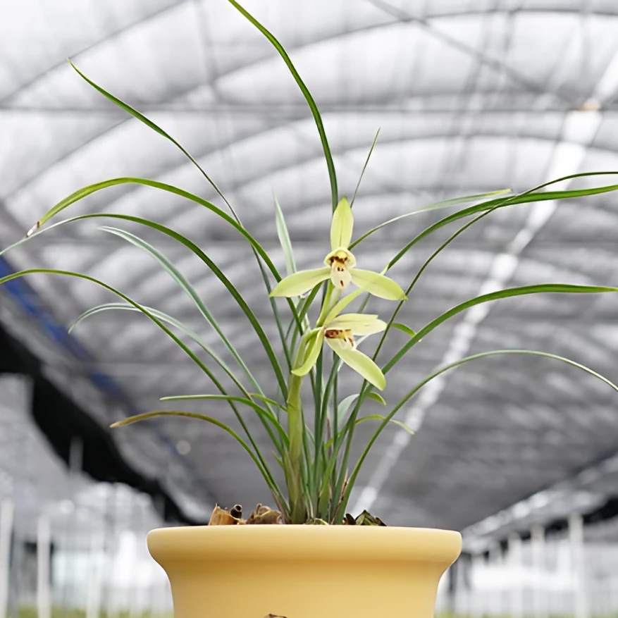 【春剑】转色花 带花苞发货 红素 红袍 花开浓香 花期秋冬季 盆栽