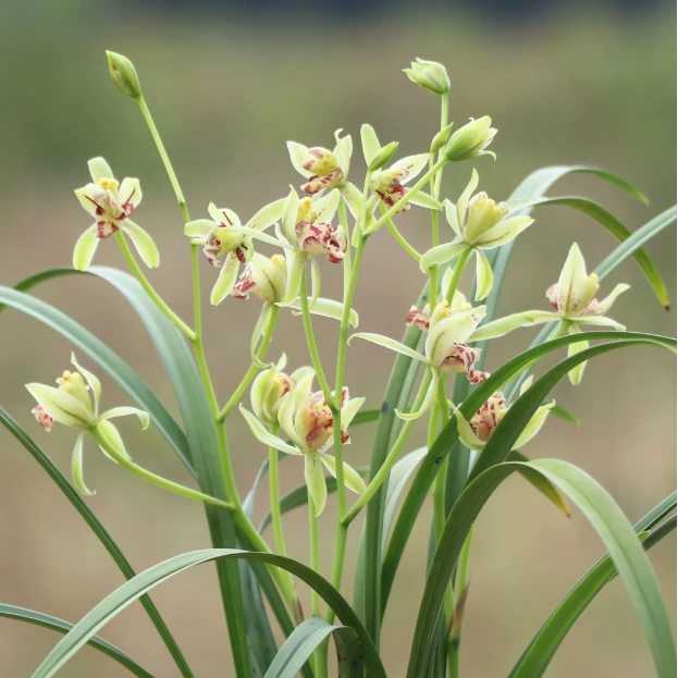 建兰奇花【梨山狮王】带花苞花剑 浓香型奇花 室内兰花盆栽