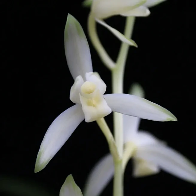 优兰精选——青山玉泉——带花苞  建兰浓香型兰花绿植 花期6-12月