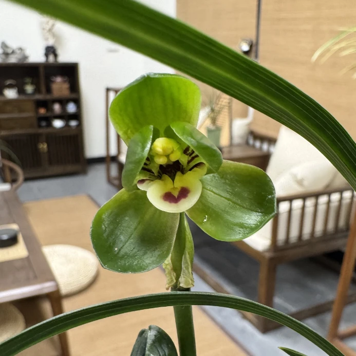 春兰【环球荷鼎】兰花卉室内办公室客厅阳台绿植盆栽自然棚养殖兰花