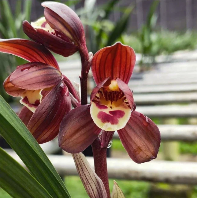 优兰雅香———春剑【双富贵】帝红荷 带花苞 包对版 非一物一拍链接