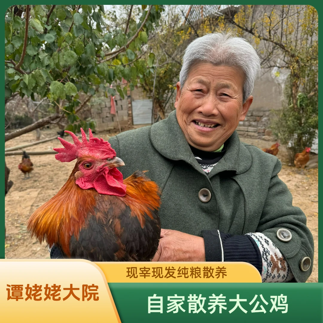 自家散养农村大公鸡毛重5.5斤以上一只尝鲜（纯粮散养现宰现卖）