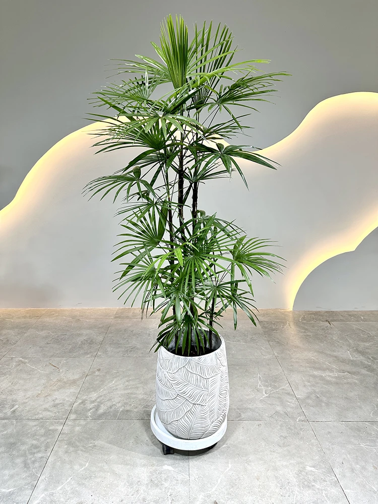 金山棕竹室内外绿植客厅阳台庭院鲜活植物