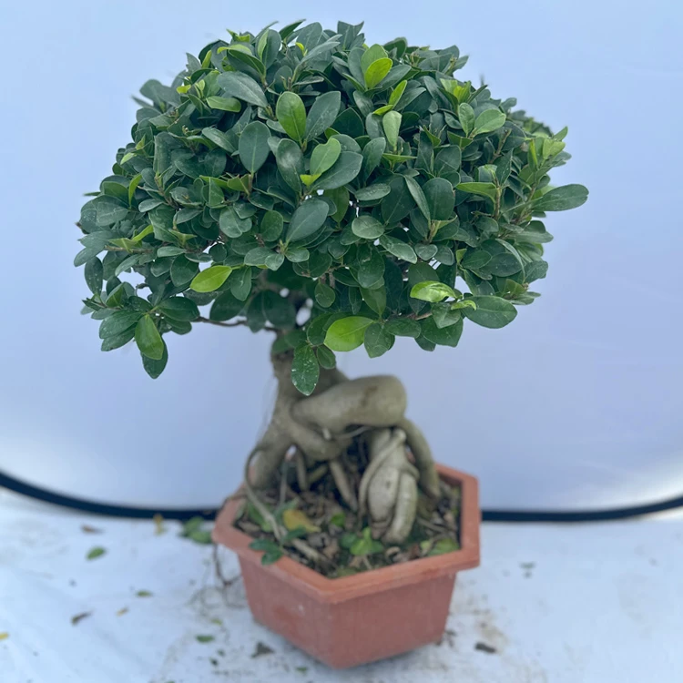 【大号人参榕】造型金钱榕小叶榕阳台盆景地栽庭院