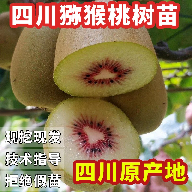 四川嫁接猕猴桃树苗 红心猕猴桃苗 现挖现发