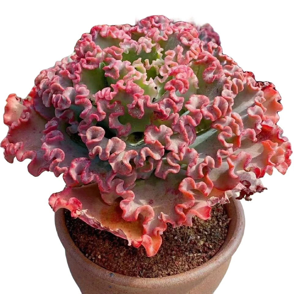 小贝壳女王花笠，多肉植物，新手好养耐寒夏季品牌