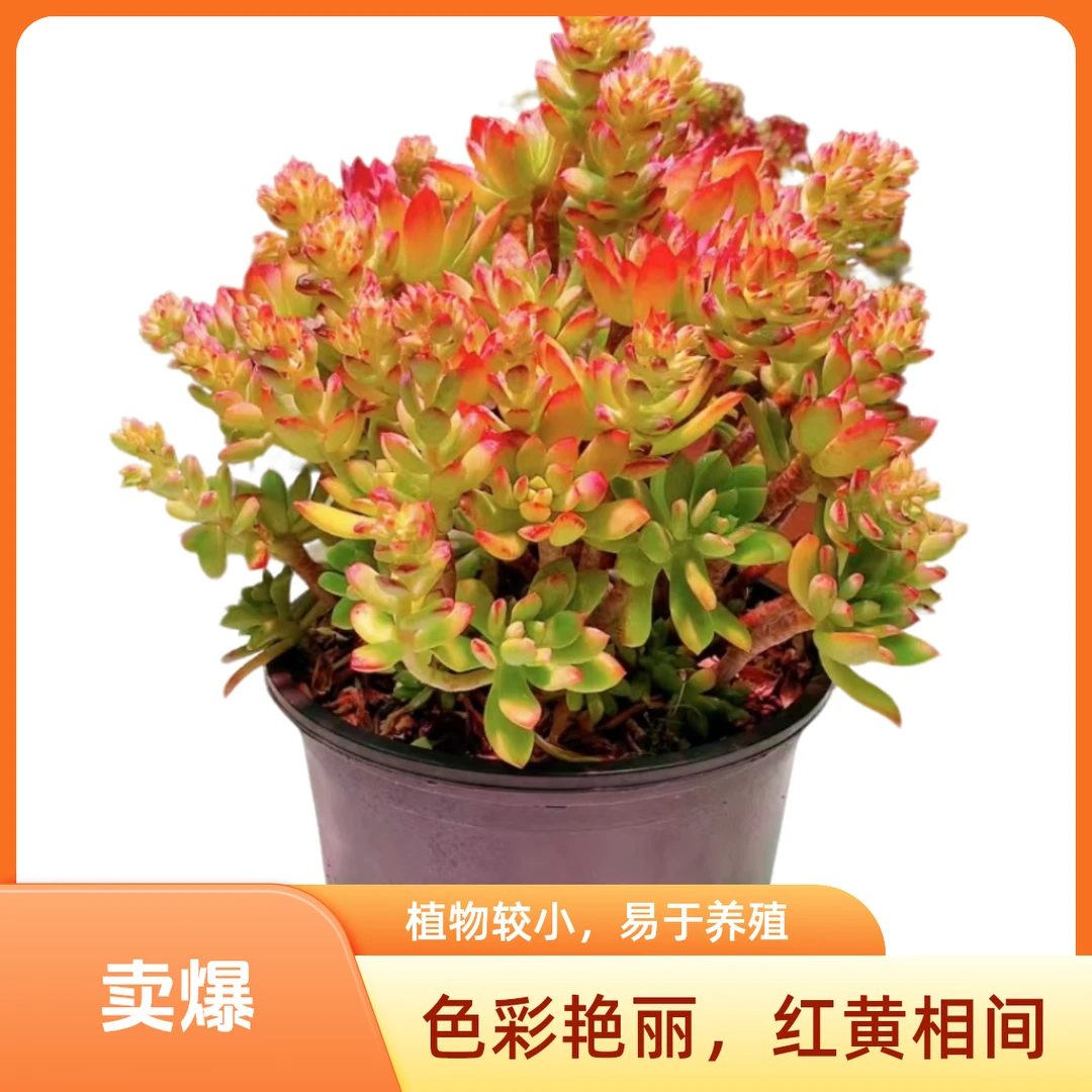 超大老桩沙漠玫瑰多肉植物，夏季耐热品牌，好看好养活