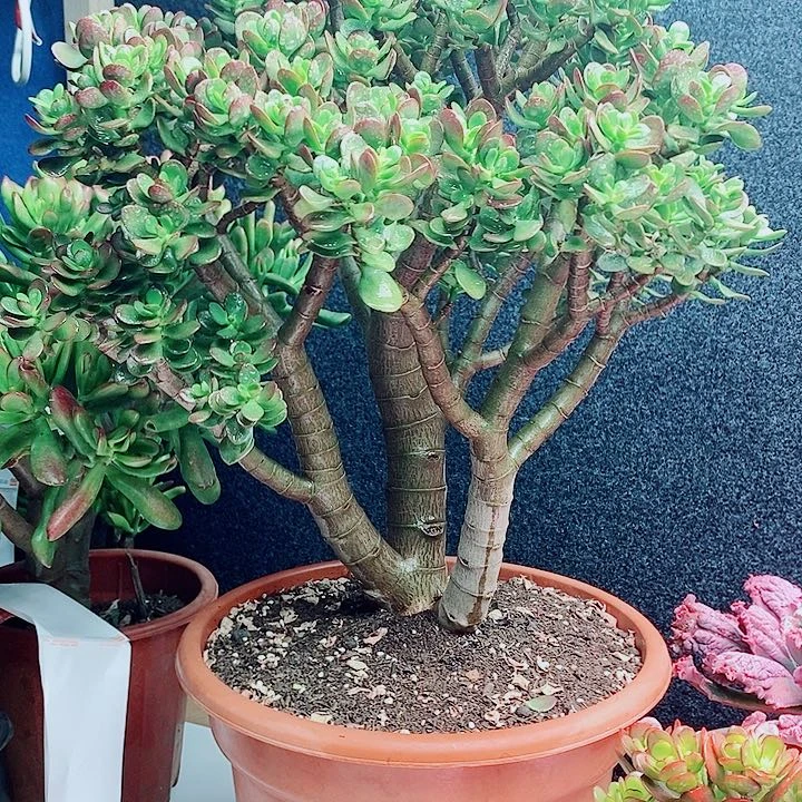 【闪购商品】摇钱树60