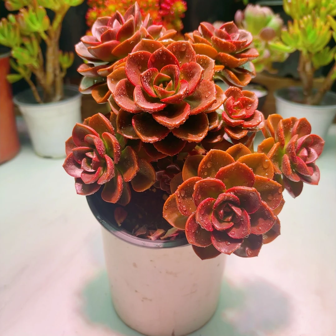 红酒巧克力玫瑰多肉植物（带盆土）夏季好看好养，耐热品牌耐寒