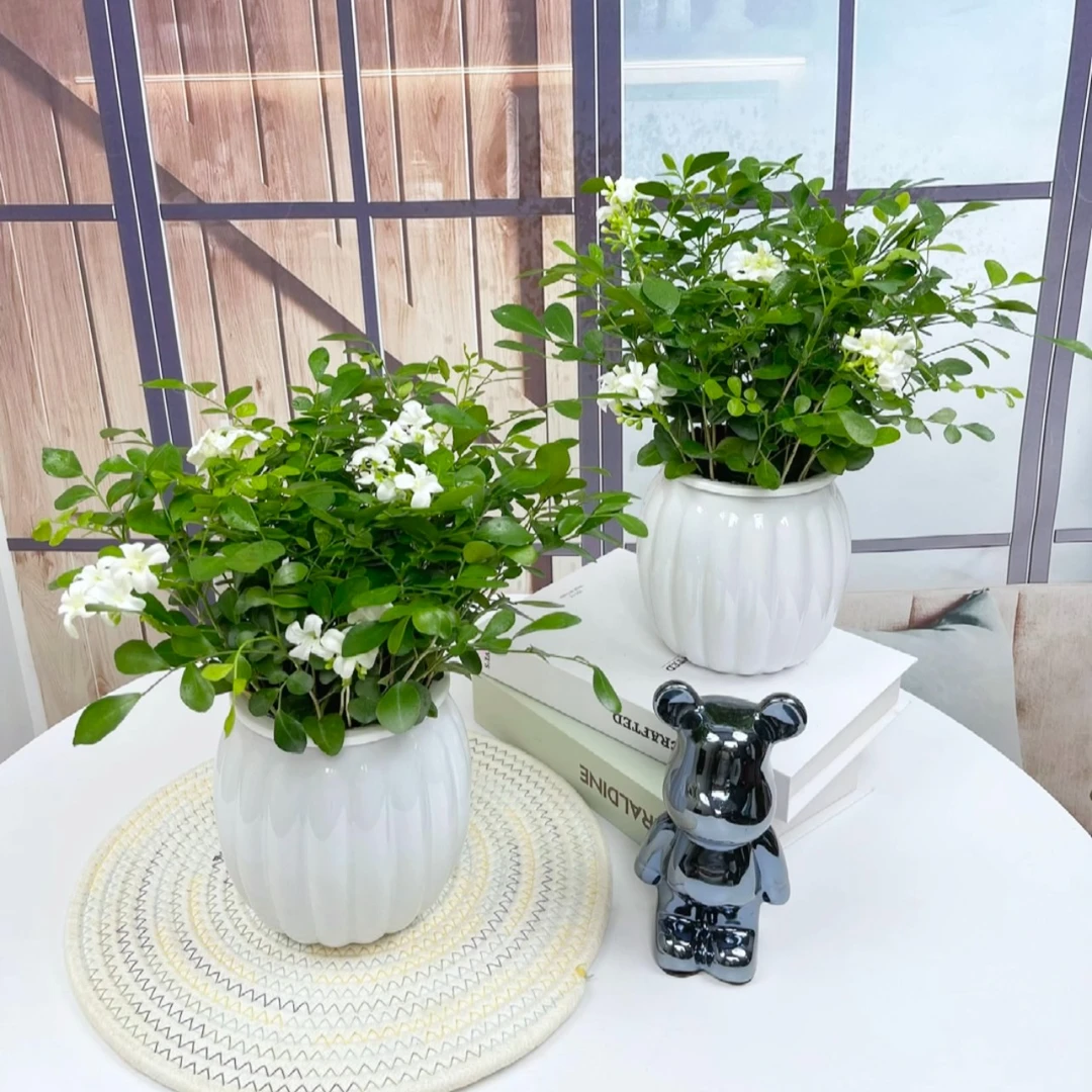 九里香花卉绿植盆栽驱蚊植物浓香四季好养花卉