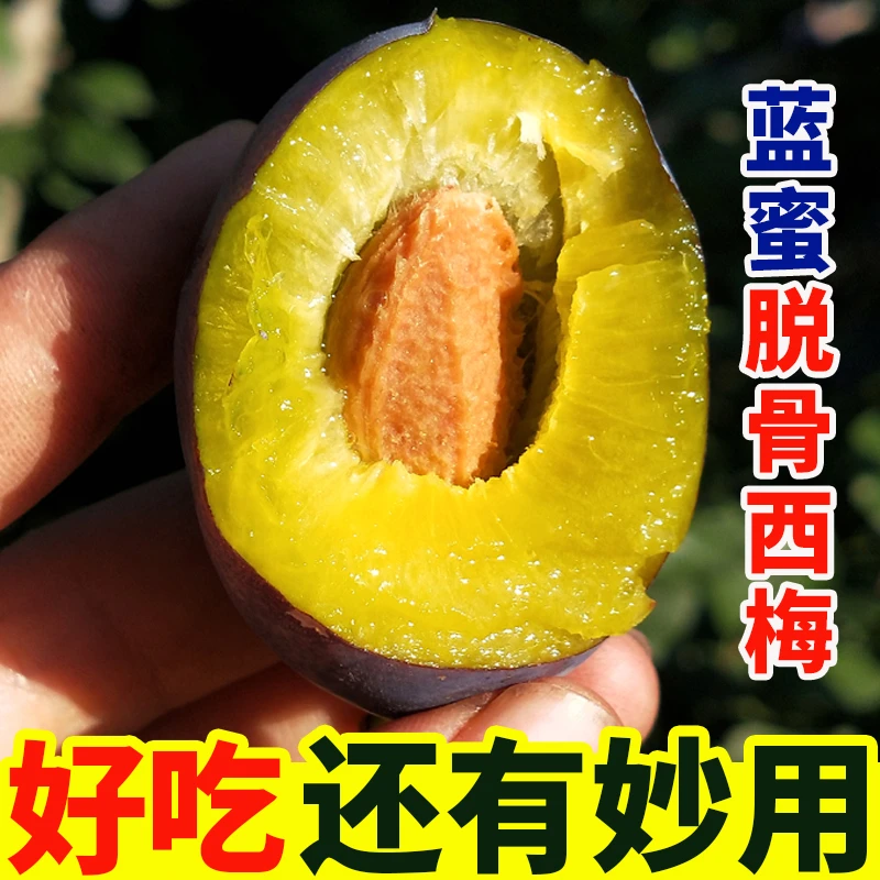 正宗四川蓝密西梅新鲜现摘应当季大果甜西梅孕妇水果李子整箱包邮