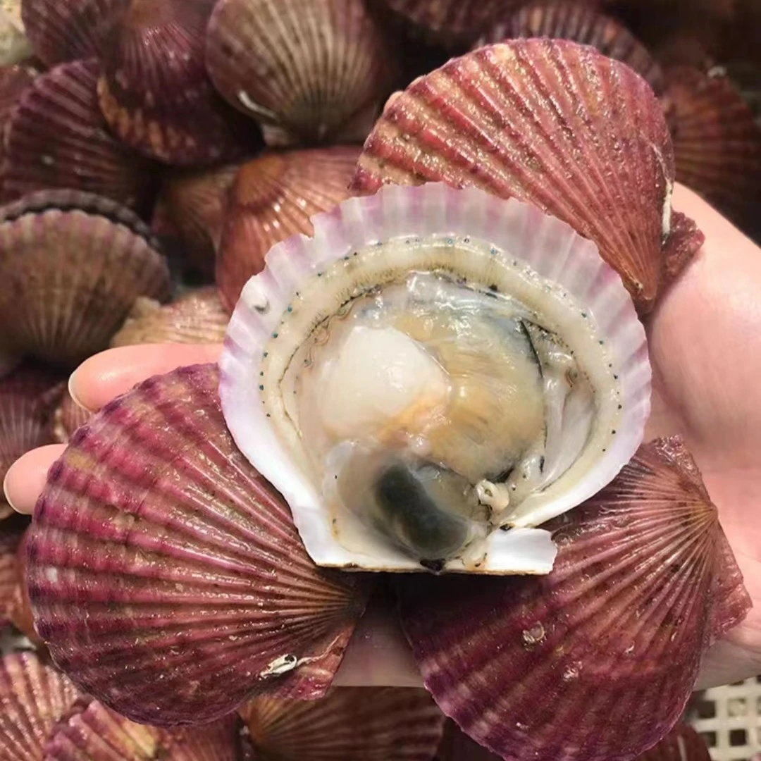 （鲜活）小红贝扇贝