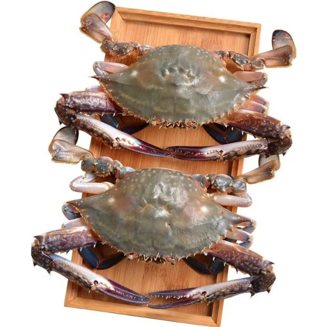 【鲜活】渤海湾梭子蟹1.5kg 保鲜不保活