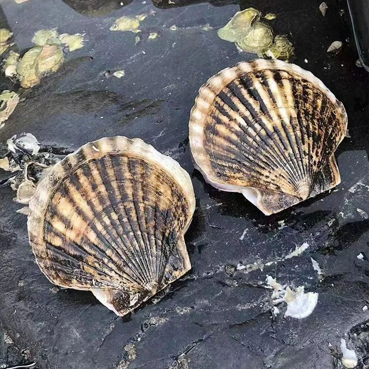 【鲜活】新鲜大连扇贝/个
