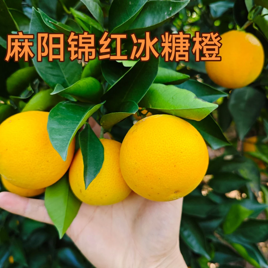 【麻阳锦红冰糖橙】新鲜现摘现发湖南麻阳冰糖橙新品种包邮自家种
