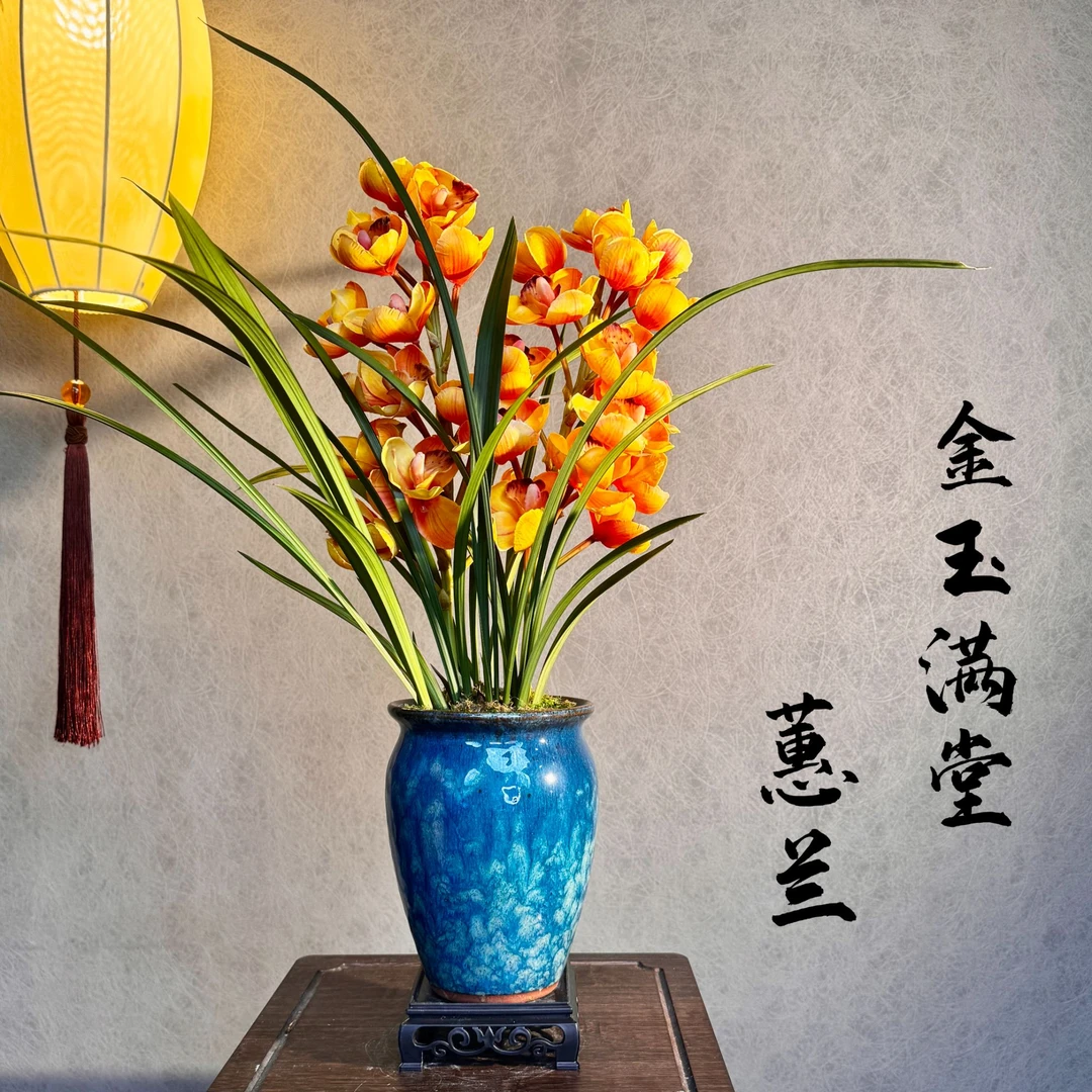 大花蕙兰金玉满堂年宵花 带盆底座好养易活室内绿植精品