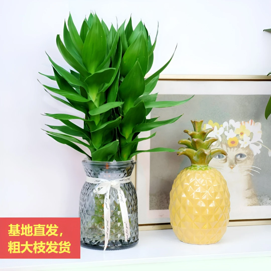 【绚语特惠】富贵竹观音竹水培简约绿植好养室内养护绿色种植植物