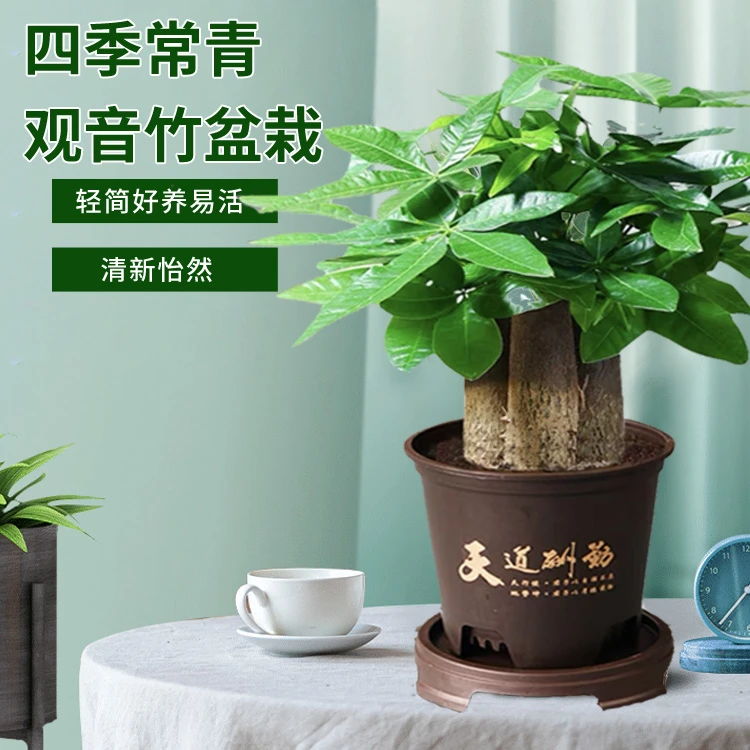 《店铺特惠》【三杆发财树】老桩粗大好养活发财树盆栽室内绿植转运花