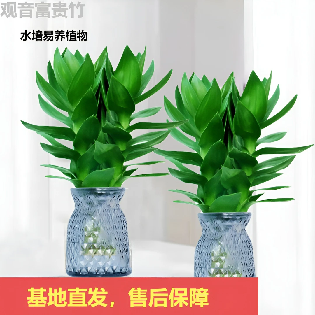 绚语拍一送一清新水培易活观音竹办公室美观树脂绿色盆栽卫生季节