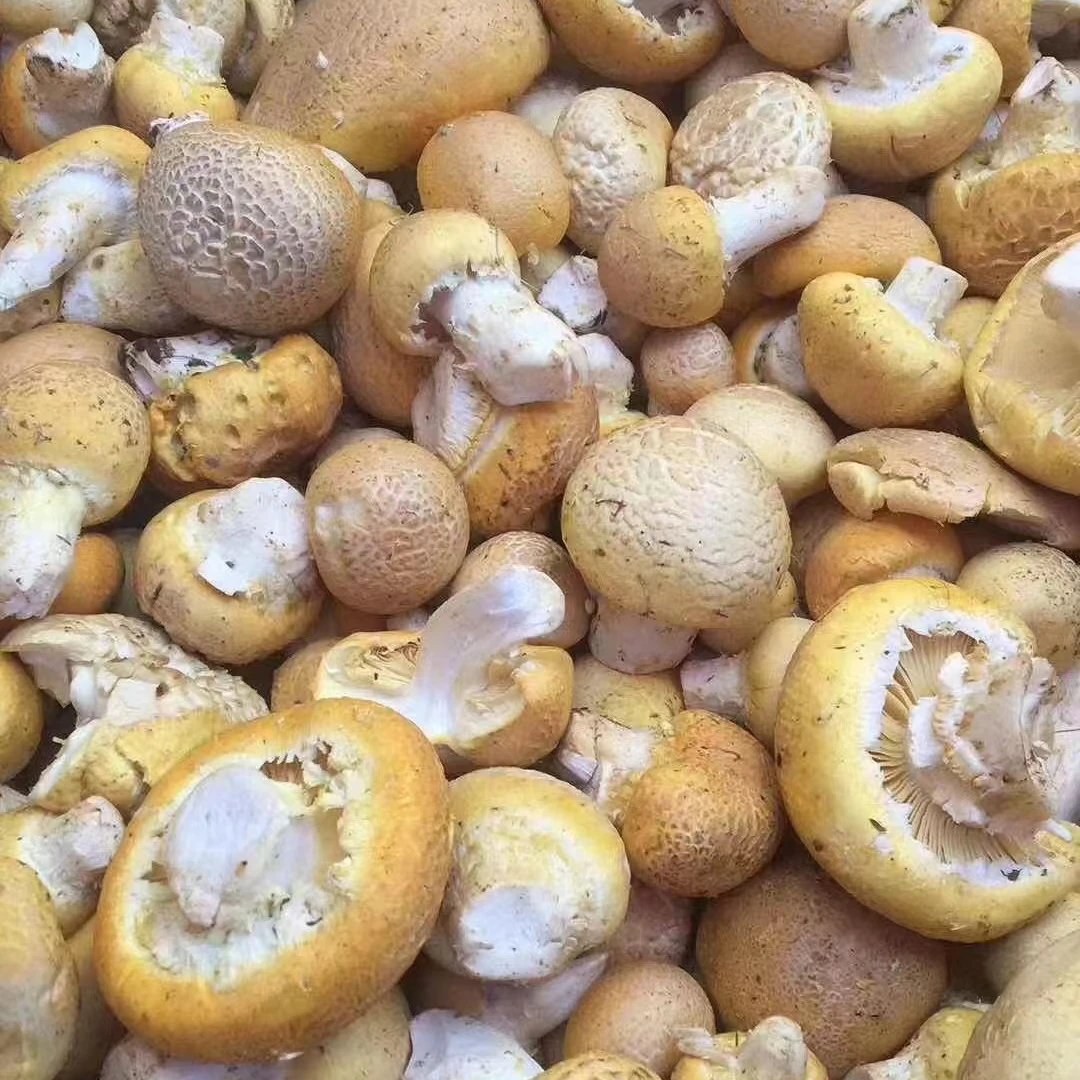 2025青海祁连新晒精品干黄蘑菇（顺丰包邮）