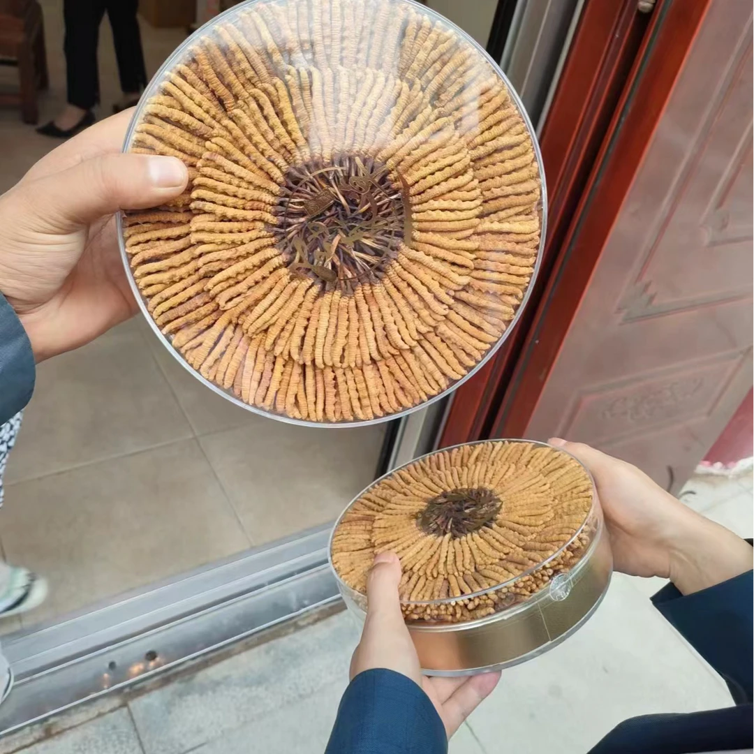 特大草 100根虫草礼盒 正宗冬虫夏草 非人工种植草 冬虫夏草直播