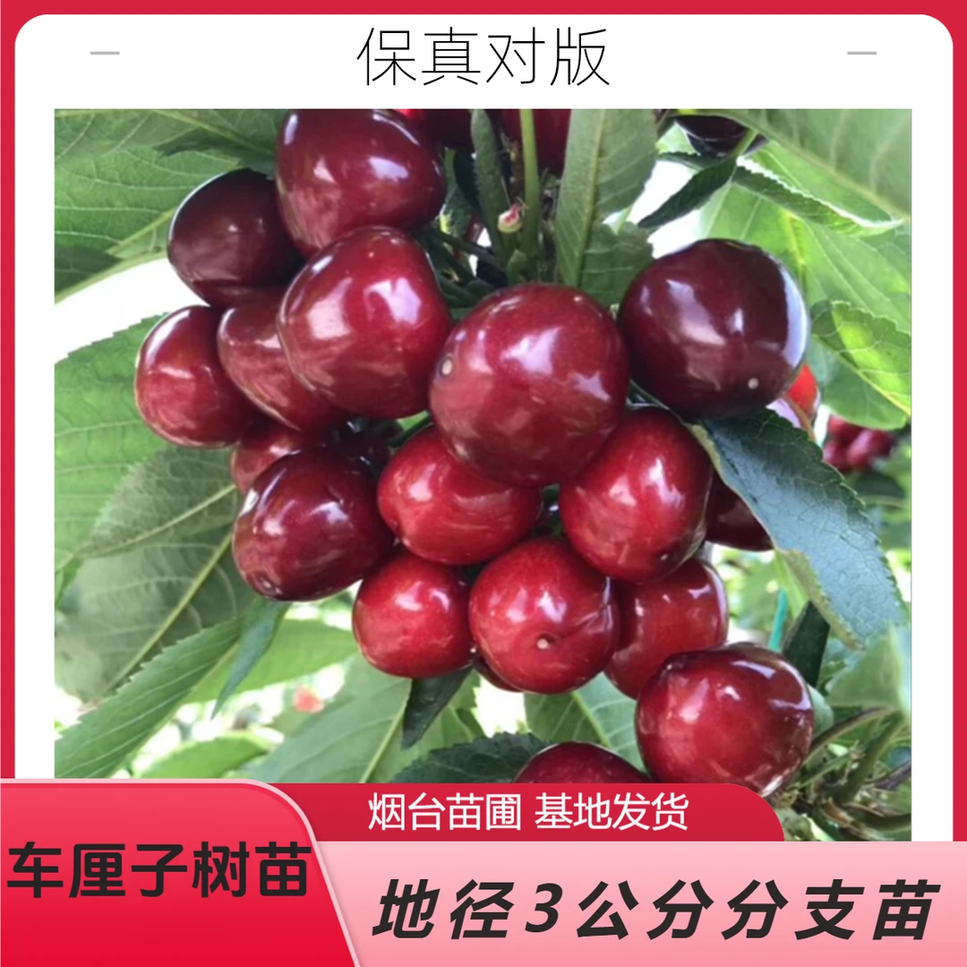 车厘子树苗种植育苗地栽樱桃树苗易活南北方栽种成活车厘子果树苗