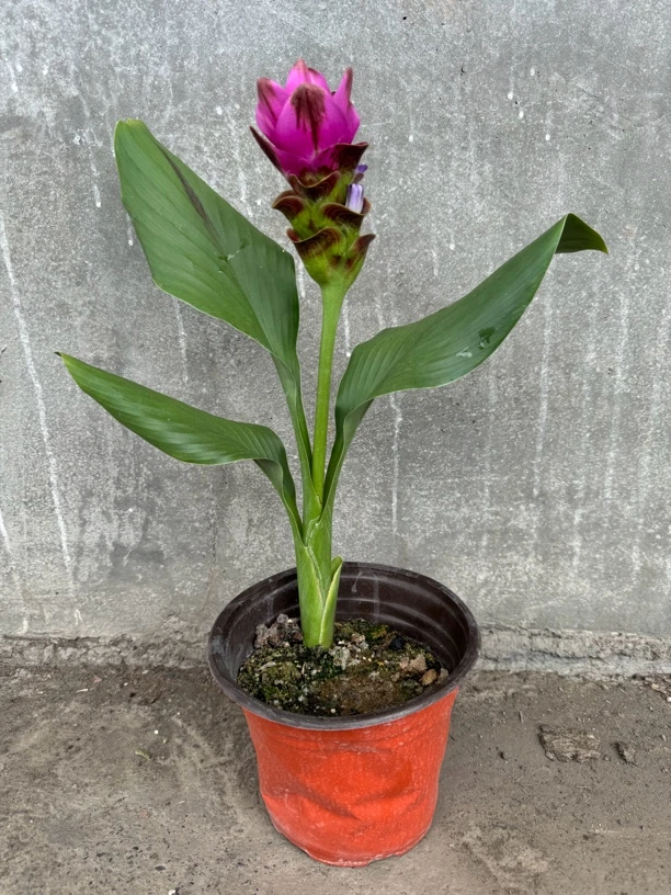 姜荷花 块根植物