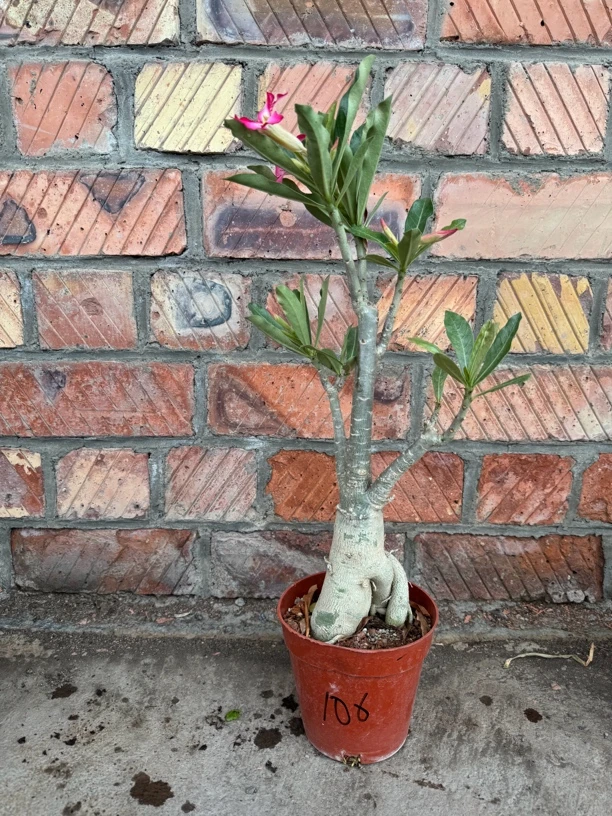 沙漠玫瑰 带花苞