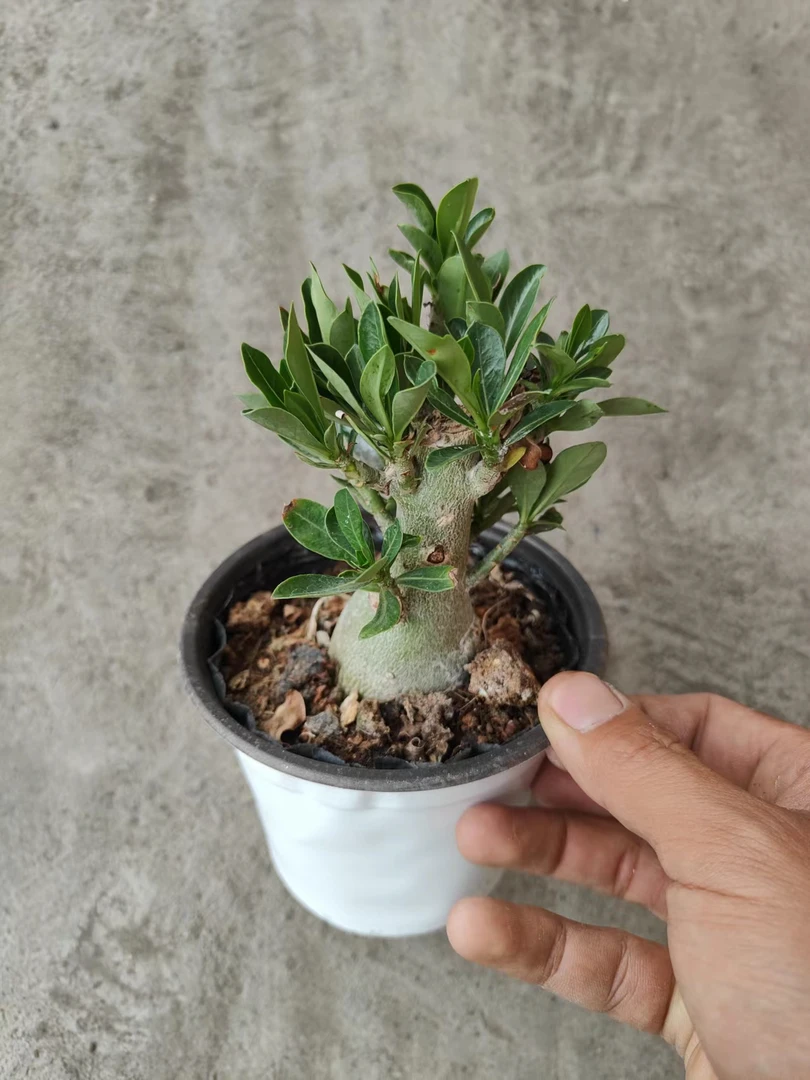 小沙漠玫瑰 多年生