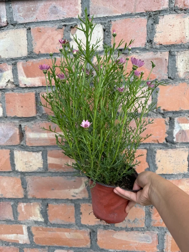 玛格丽特 勤花 好养