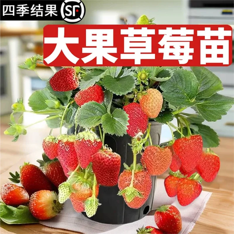 四季草莓苗盆栽冬季红颜奶油新秧苗带花带果原盆原土水果种苗种子