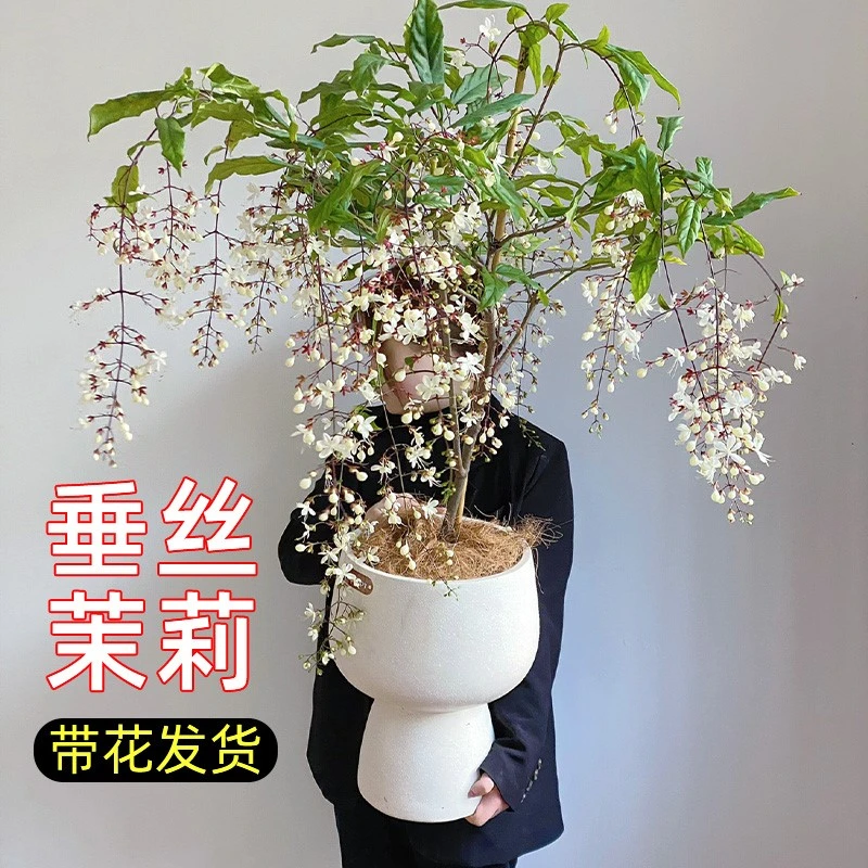 垂丝茉莉盆栽带花苞绿植室内花卉四季开花泰国垂吊植物风车大苗