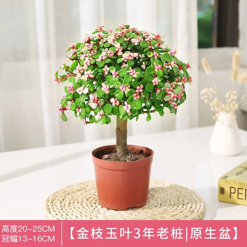 金枝玉叶盆栽水培多肉植物老桩盆景室内办公桌面绿植花卉好养肉肉