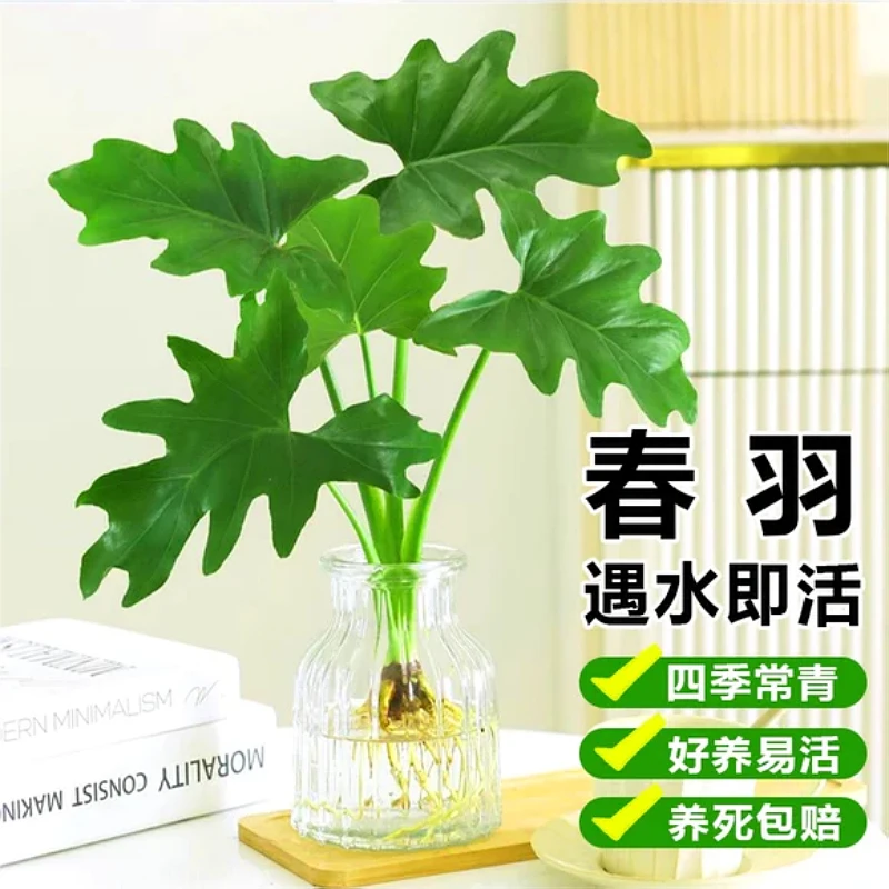 春羽水培植物天堂鸟水养盆栽室内绿植好养办公室花卉龟背竹小天使