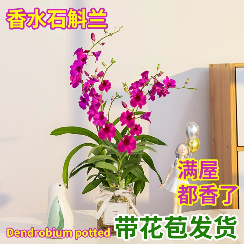 石斛兰盆栽水培绿植带花苞水培植物净化空气花卉水养好养室内植物