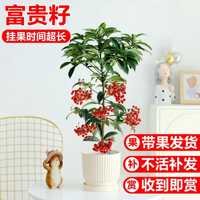 富贵籽盆栽带果发货黄金万两室内盆栽金玉满堂富贵籽盆景耐寒花卉