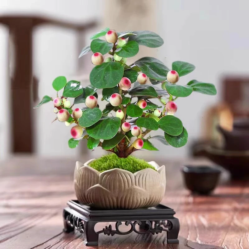 小盼菩提盆栽带果盆景老桩植物室内花卉办公室绿植四季好养活桌面