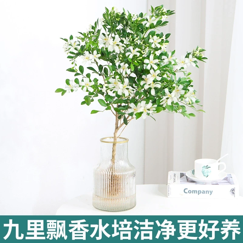 水培九里香盆栽老桩清香木四季茉莉花室内绿植物开花卉驱蚊草客厅