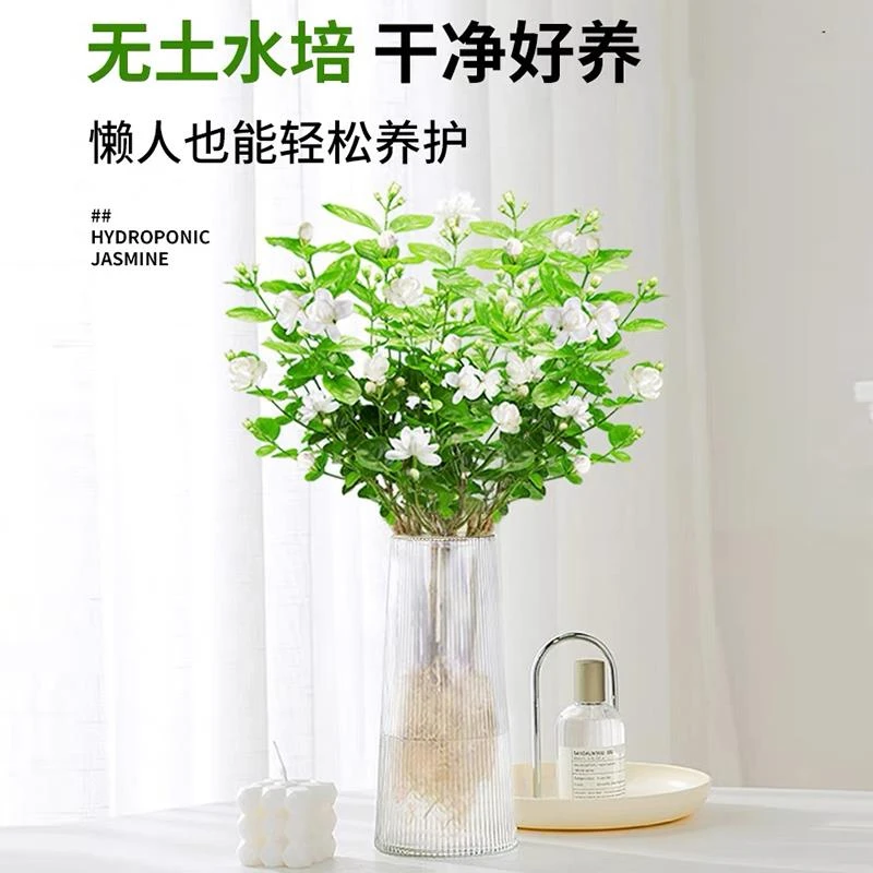 水培茉莉花盆栽室内水养观花植物室内绿植花卉桌面好养易活浓香花