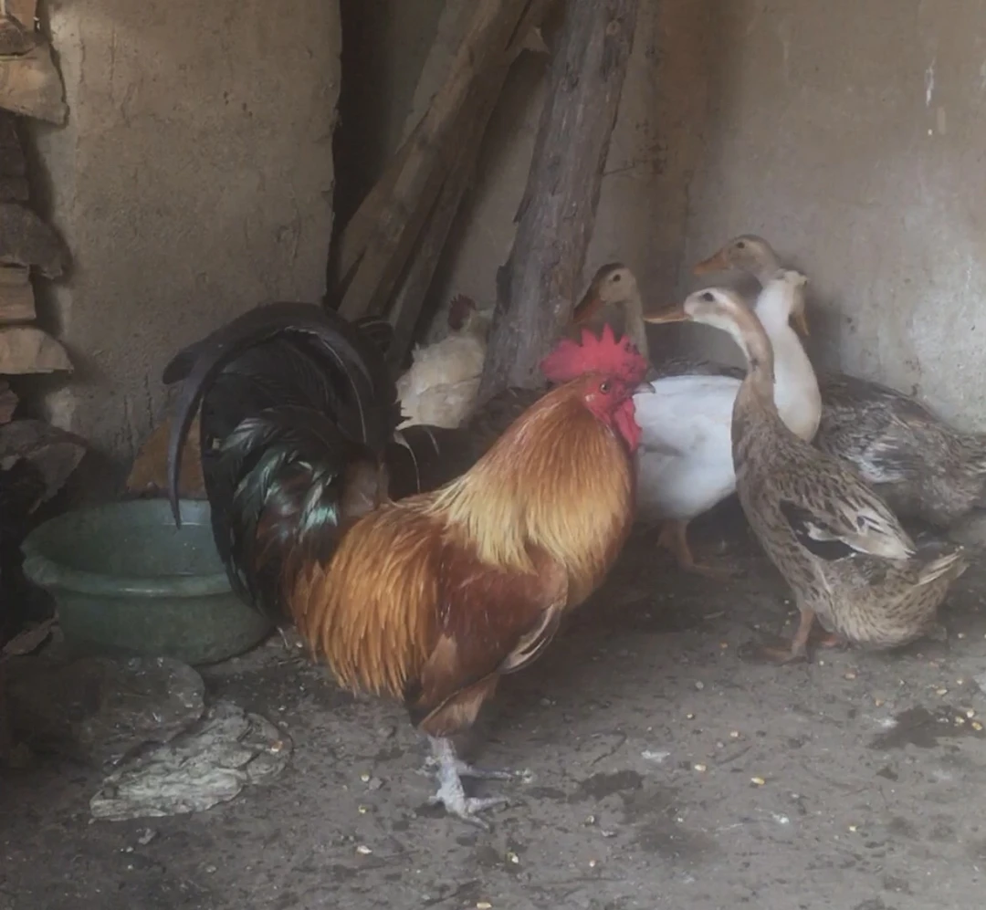 一到十年老公鸡老母鸡 包冰率不含冰