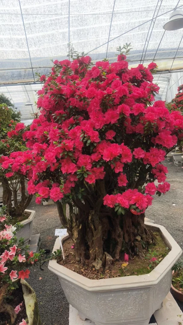 紫花杜鹃老桩嫁接盆栽地栽别墅庭院绿植（不包邮）