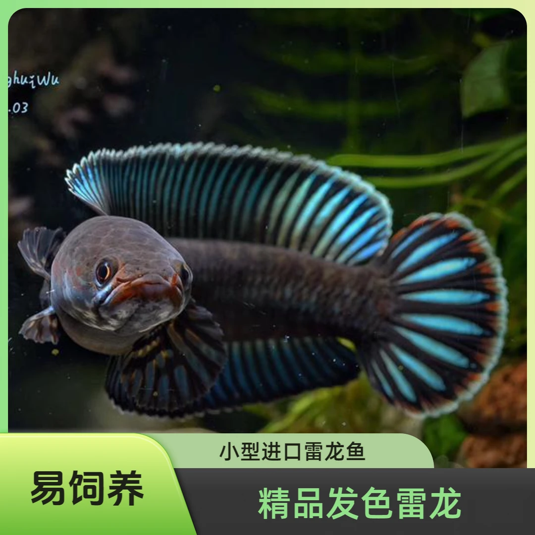 阿萨姆奶茶雷龙鱼精品大帆苗子进口小型雷龙七彩幻蓝雷龙易饲养