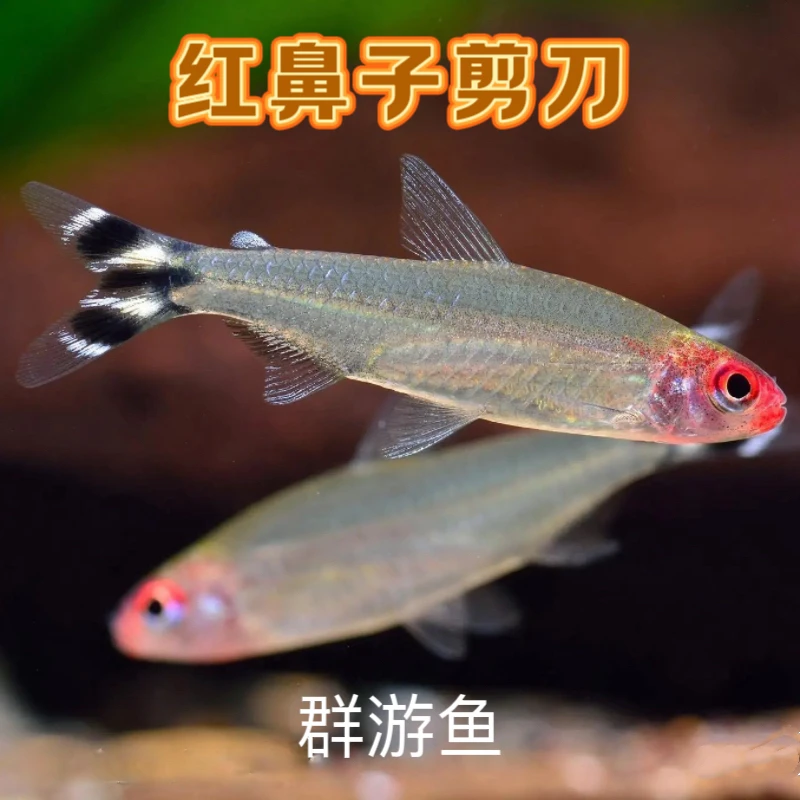 红鼻子剪刀鱼白金红鼻子群游鱼淡水鱼热带小型鱼活体发火