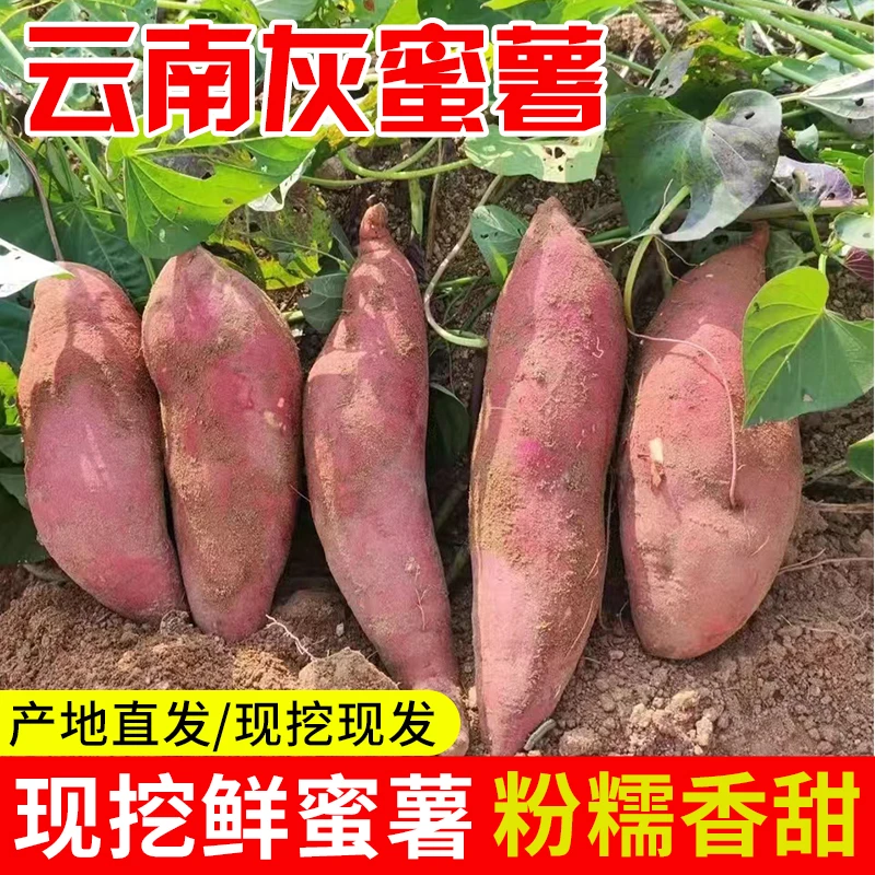 云南饱满高原灰蜜薯糖心流油软糯香甜原产地发货灰薯蜜甜新鲜生态